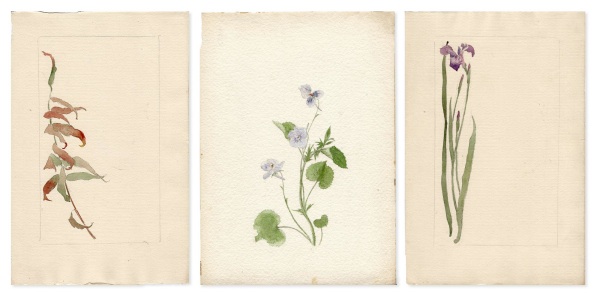 Botanical Paintings by Mary Robinson Perkins