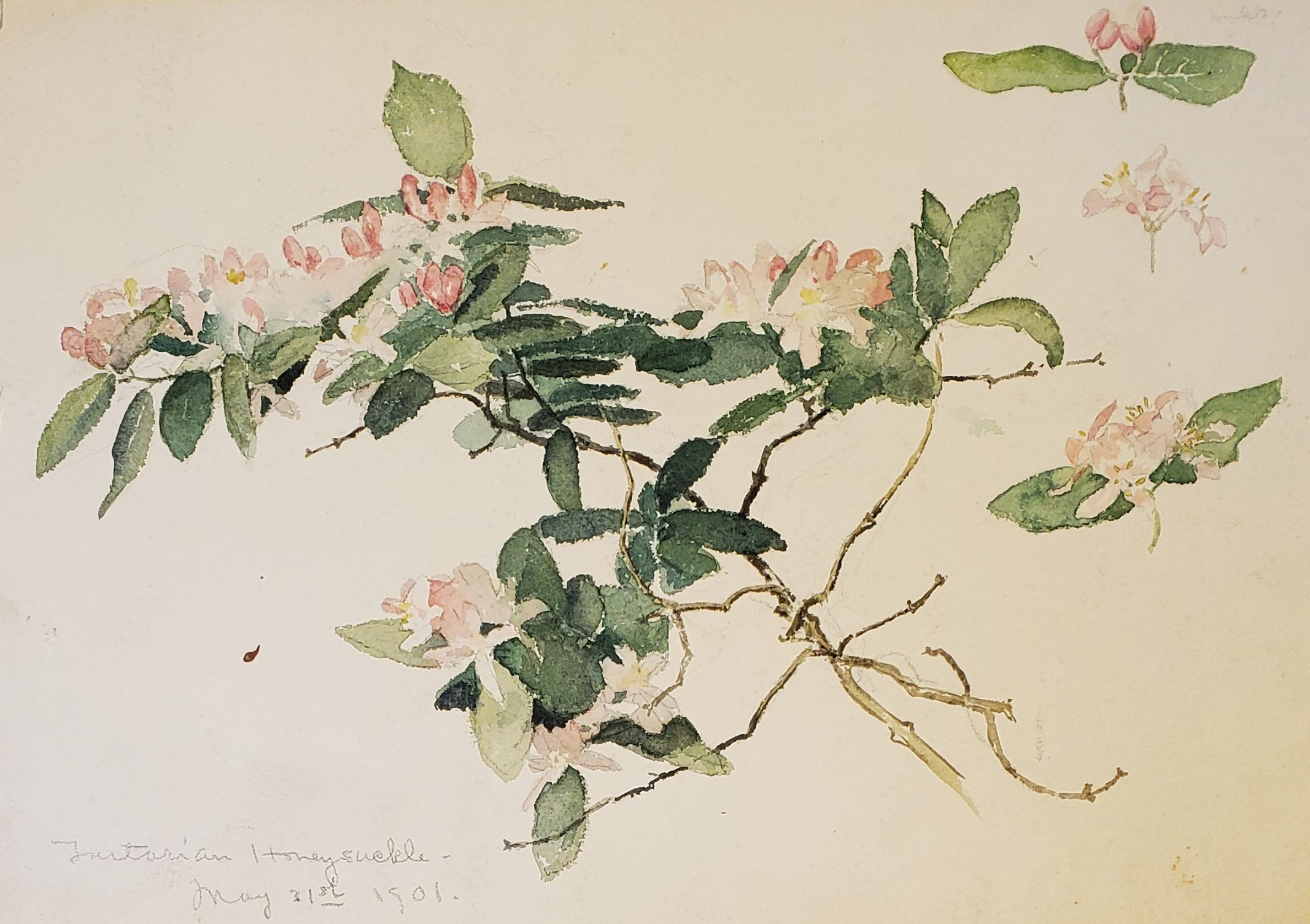 Sketch of Honeysuckle Tree Branch