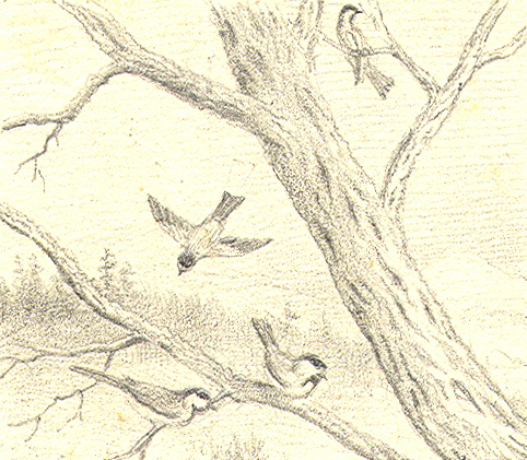 Rowland Evans Robinson Drawing of Birds