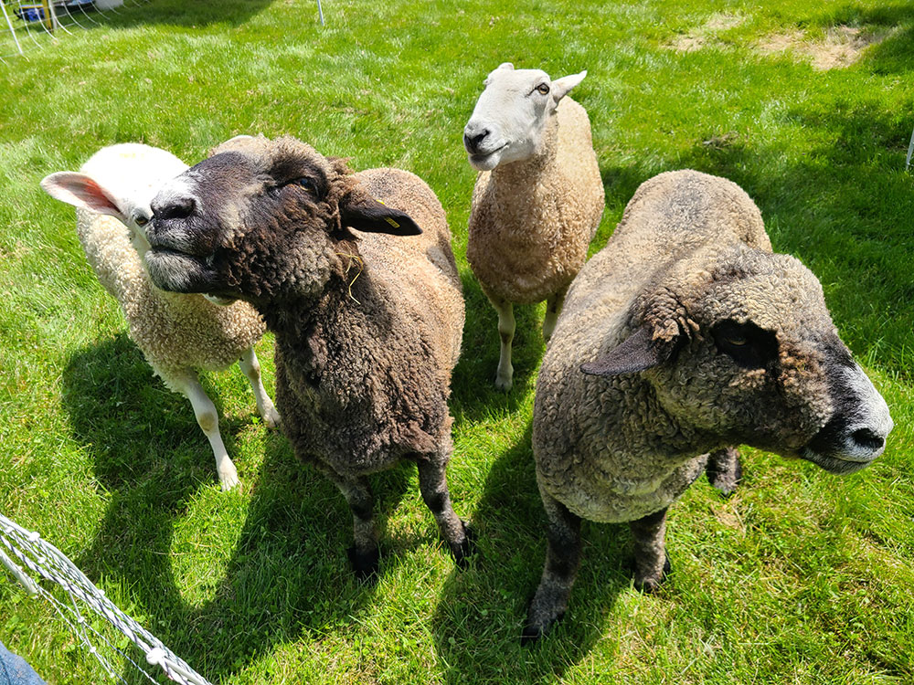 Sheep & Wool Day at Rokeby 2026