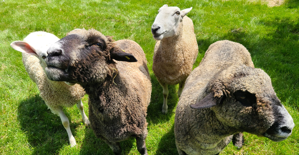 Sheep & Wool Day at Rokeby 2026